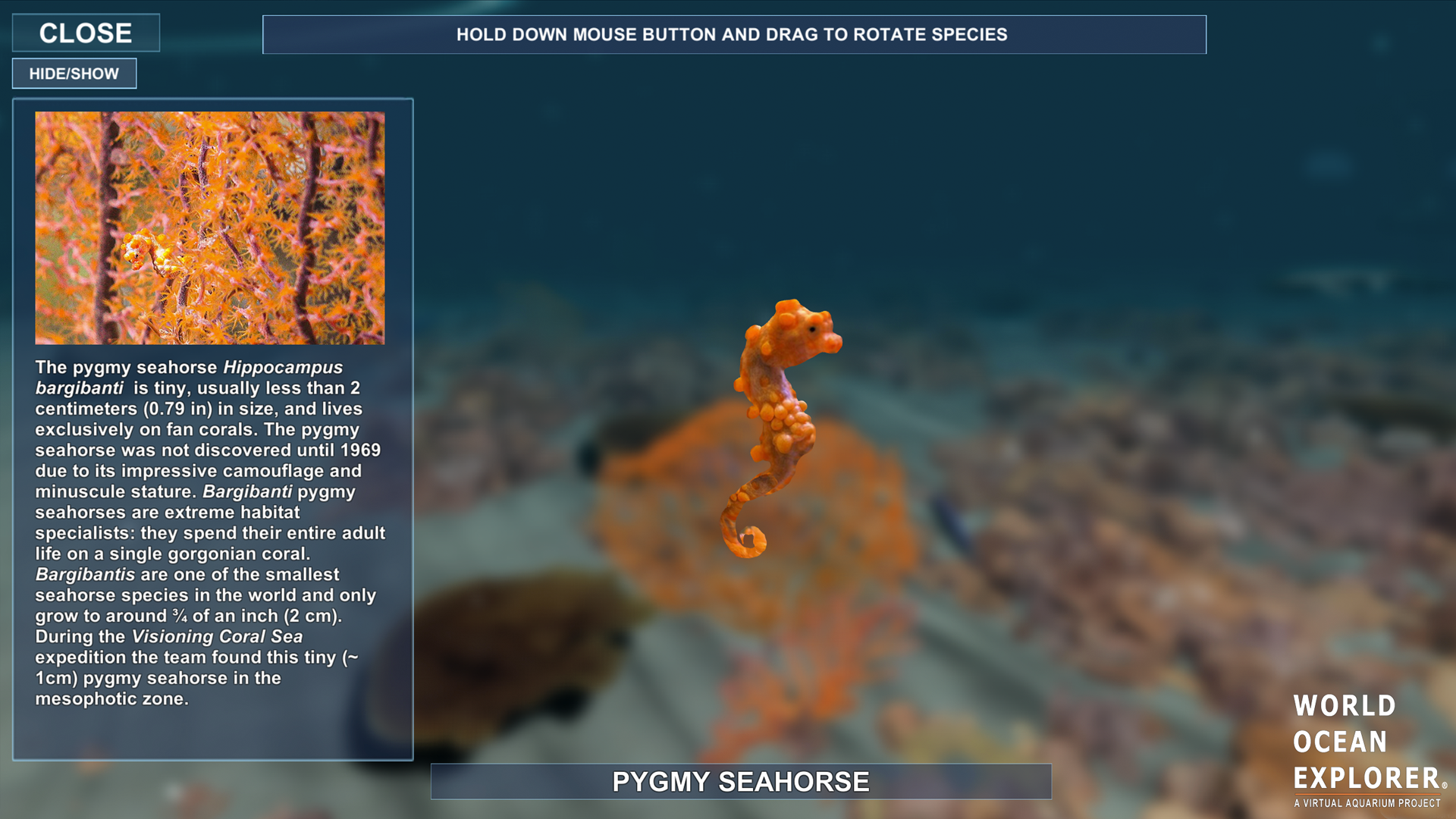 seahorse